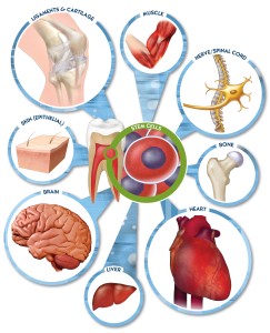 الخلايا الجذعية لب الأسنان في العضلات, العصب / الحبل الشوكي, عظم, قلب, الكبد, مخ, جلد (طلائية), الأربطة & غضروف